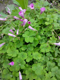 紫色小花绽放于绿叶间