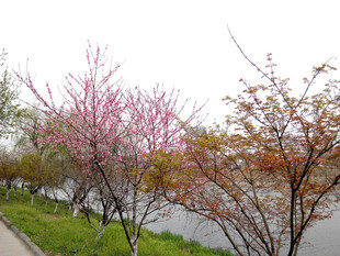 河畔烂漫花枝绽放