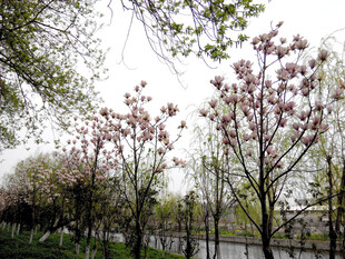 春日绽放的玉兰花树