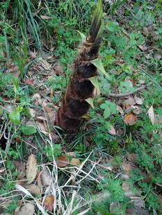 生锈铁柱立于杂草碎石间