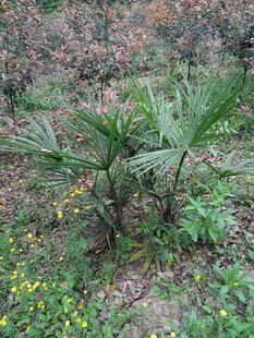 野外生长的绿色植物