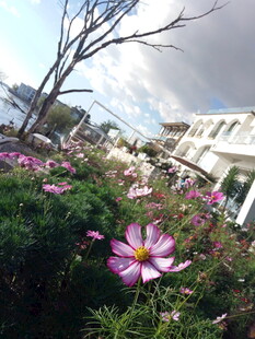 城市中绽放的美丽格桑花