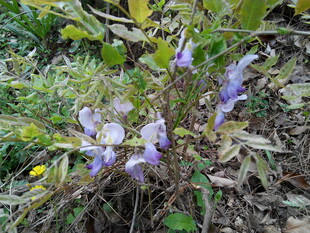 野外紫色小花绽放