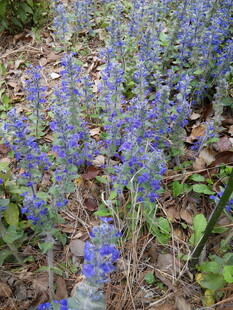 蓝紫色小花绽放于草地