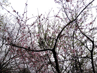 枝头绽放的粉嫩繁花