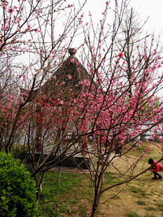 春日烂漫桃花与古建筑