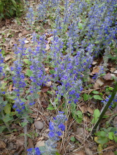 蓝紫色花丛绽放于地面