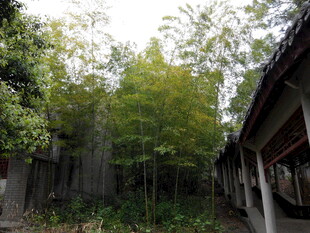 古宅旁的翠绿竹林