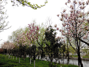 河畔繁花盛开的春日美景