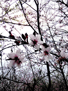 枝头绽放的娇艳桃花