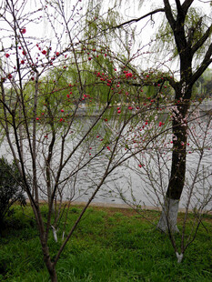 湖畔春景 繁花绿树映碧水