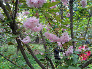 粉色繁花绽放于绿树间