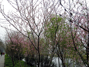 湖畔繁花绽放的春日景致