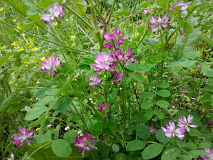 野外绽放的粉色小花