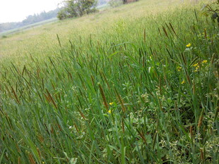 田野中的茂盛绿色植物