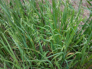 茂盛的绿色草丛