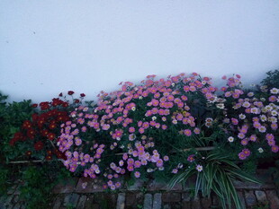 繁花满墙的美丽景致