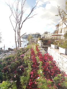 花园小径旁的多彩花卉景观