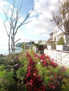 花园小径旁的绚烂花卉