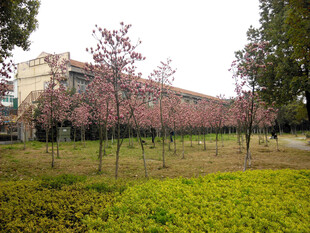 春日繁花盛开的校园景观