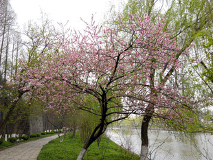 河畔繁花盛开的春日美景