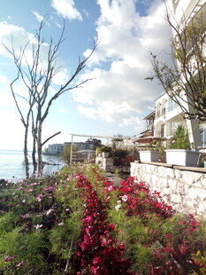 海滨花卉景观 美丽景致