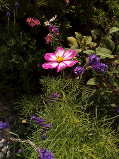 娇艳绽放的多彩花卉