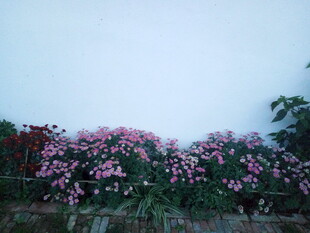 繁花绽放的美丽景致