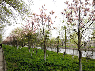 春日河畔繁花绿树美景