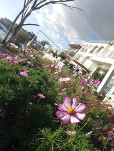 花丛美景 绽放的绚烂花朵