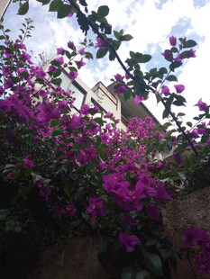 绽放的紫色三角梅