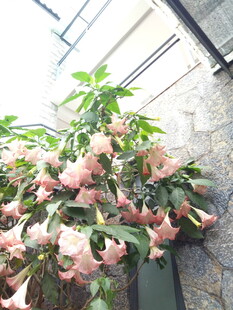 垂吊粉色曼陀罗花美景