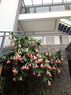 庭院中绽放的艳丽炮仗花