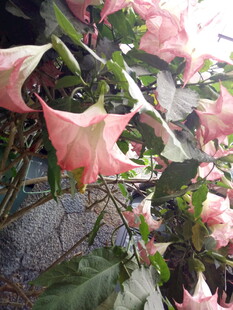 粉色曼陀罗花朵特写