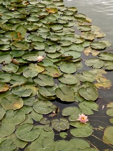 水面上的睡莲与荷叶
