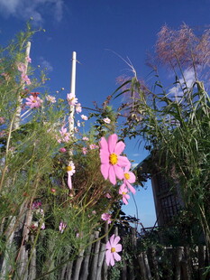 栅栏旁绽放的艳丽花朵