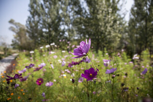 多彩野花绽放于绿意间