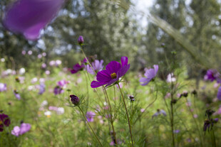 紫色花海中的美丽花朵