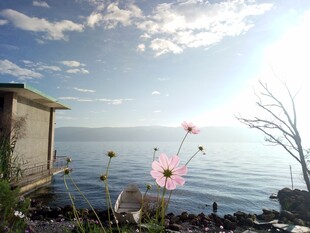 海边小屋旁绽放的美丽花朵
