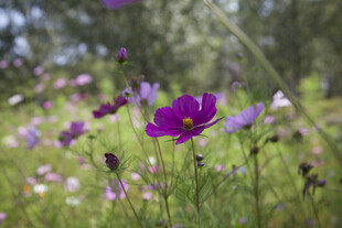 紫色野花绽放于绿野间