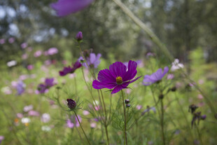 紫色野花绽放于绿野间