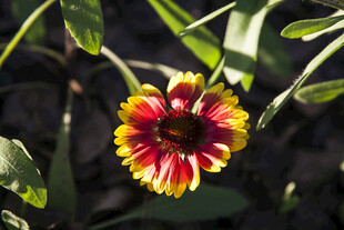 多彩绽放的美丽花朵