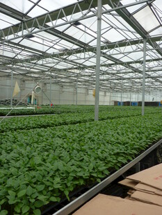 现代化温室蔬菜种植景观