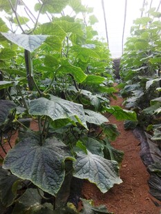 温室中的繁茂蔬菜植株