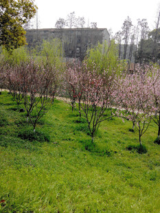 春日桃林 绿意盎然的美景