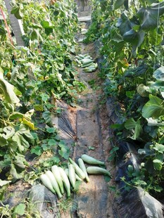 菜园小径上的新鲜黄瓜