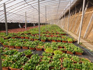 温室里的草莓种植场景