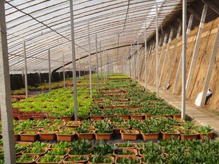 温室中的繁茂植物景观