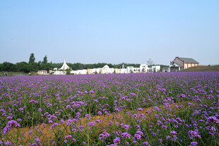 紫色花田与远处建筑景观