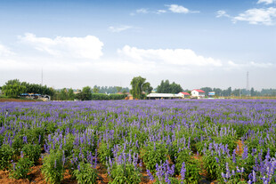紫色薰衣草花田美景